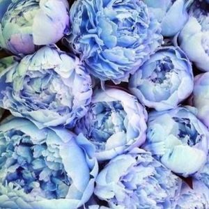 Meet your Posher, Eliza